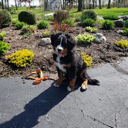 Bernese Mountain Dog and Golden Retriever Puppies from Bertke AKC Golden Retrievers and Bernese Mountain Dogs