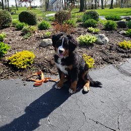 Bernese Mountain Dog and Golden Retriever Puppies from Bertke AKC Golden Retrievers and Bernese Mountain Dogs