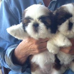Fantasy Shih Tzu breeder of Shih Tzu