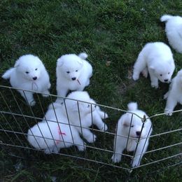 Samoyed Puppies from Sassy Sams