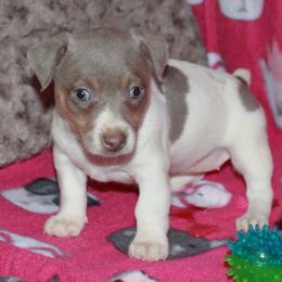 Teddy Roosevelt Terrier Puppies from Aerie Ridge Teddy Roosevelt Terriers