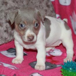 Teddy Roosevelt Terrier Puppies from Aerie Ridge Teddy Roosevelt Terriers