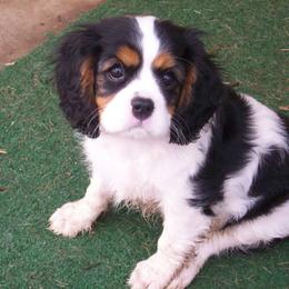 Kelton Cavaliers  breeder of Cavalier King Charles Spaniel