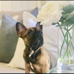 French Bulldog Puppies from Creme De La Creme Frenchies