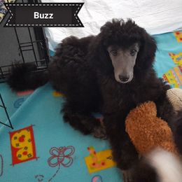 Poodle Puppies from Pink Begonia Poodles