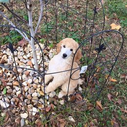 Poodle Puppies from Cadeau Standard Poodles