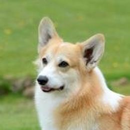 Pembroke Welsh Corgi adult dog