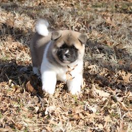  Puppies from Quantum Akitas