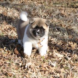 Puppies from Quantum Akitas