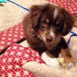 Sunrise Miniature American Shepherds breeder of Miniature American Shepherd