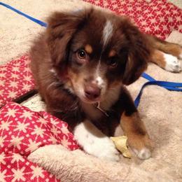 Sunrise Miniature American Shepherds breeder of Miniature American Shepherd