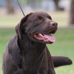 Iron Hill Retrievers breeder of Labrador Retriever