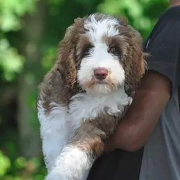 Gallagher - Australian Labradoodle