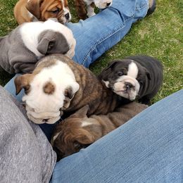 English Bulldog Puppies from Wildfire Kennel