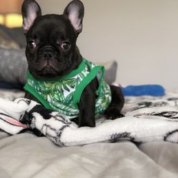 French Bulldog Puppies from Bouledogue Royal