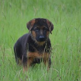 German Shepherd Puppies from Haus Godwin