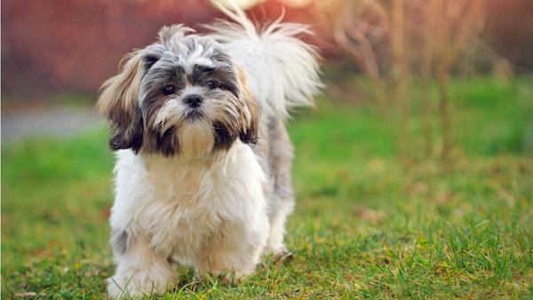Find Shih Tzu puppies for sale near Medford, OR