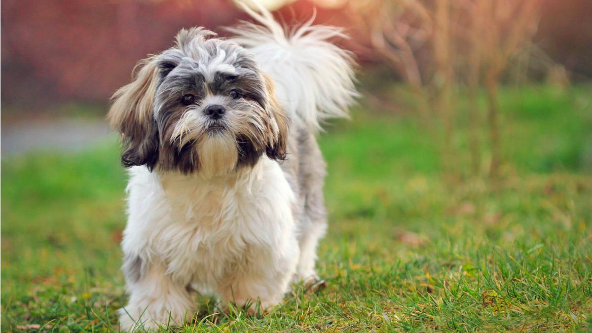 25 cute Shih Tzu puppies for sale in Michigan - Good Dog