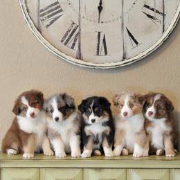 Spur Strap Miniature Australian Shepherds breeder of Miniature Australian Shepherd