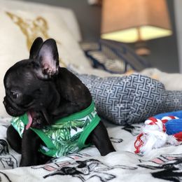 French Bulldog Puppies from Bouledogue Royal