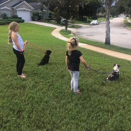 Miniature Australian Shepherd Puppies from Wilkers Wholehearted Mini Aussies
