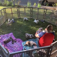 Border Collie and Bordoodle Puppies from Oregon Bordoodles