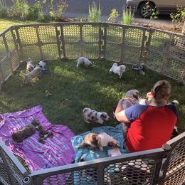 Border Collie and Bordoodle Puppies from Oregon Bordoodles