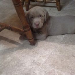 Labrador Retriever Puppies from Walker Creek Silver Labs