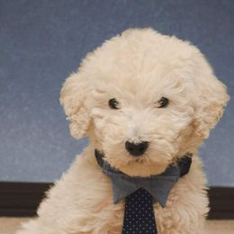 Goldendoodle and Labradoodle Puppies from Highland Sunrise Academy Stable and Kennel