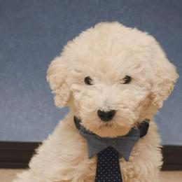Goldendoodle and Labradoodle Puppies from Highland Sunrise Academy Stable and Kennel