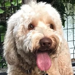 Australian Labradoodle adult dog