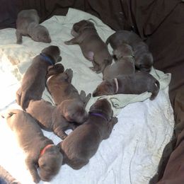 Labrador Retriever Puppies from Walker Creek Silver Labs
