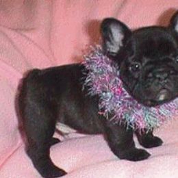 French Bulldog Puppies from Pettybulls