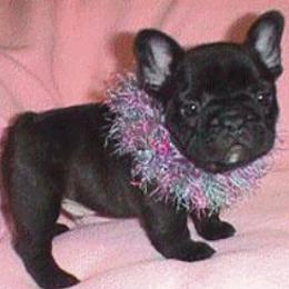 French Bulldog Puppies from Pettybulls