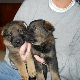 German Shepherd Puppies from Tatum Kennels