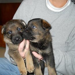 German Shepherd Puppies from Tatum Kennels
