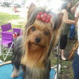 Gabby - Yorkshire Terrier