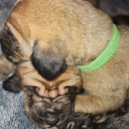 Green male - Red male Bloodhound puppy in Freeport, Ohio from Sullivan's Bloodhounds
