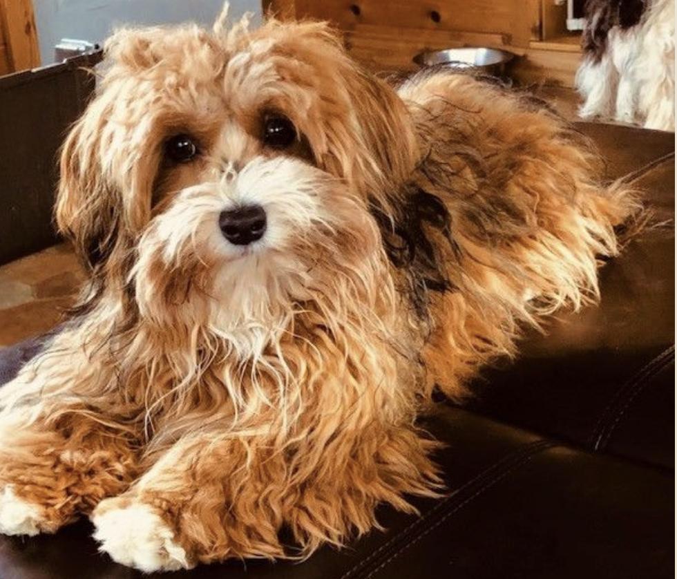Pure Breed Havanese in Minnesota Havanese puppies Good Dog