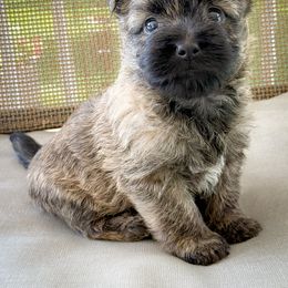 Chloe - Wheaten brindle female Cairn Terrier puppy in St. Joseph, Missouri from Stone & Thistle Cairn Terriers