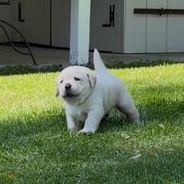 Boy 1 - Yellow male Labrador Retriever puppy in Hoosick Falls, New York from Findaway Labradors