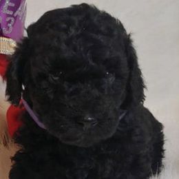 Poodles from Linn's Poodles