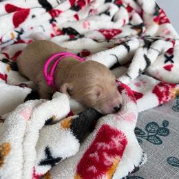 Bella - Cream female Dachshund puppy in Molino, Florida from Dooney's Dachshunds