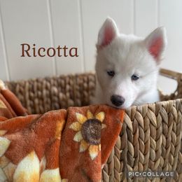 Ricotta - White female Siberian Husky puppy in Southampton, New Jersey from First Frost Kennels