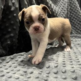 'Peter' Black Collar - Lilac male Boston Terrier puppy in Temple, Texas from Splashed To Perfection Farms
