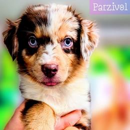 Parzivol - Red merle male Miniature Australian Shepherd puppy in Punta Gorda, Florida from Christie's Creekside Aussies