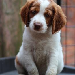 Pizza Roll - White and orange male Brittany puppy in Downers Grove, Illinois from Attitude Brittanys