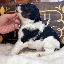Acorn - Black and white female Aussiedoodle puppy in Orange Cove, California from Sand Creek Ranch Aussiedoodles