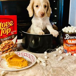 Dash - Piebald male Dachshund puppy in Wichita Falls, Texas from Long Dogs in The Falls