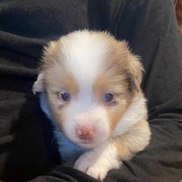 SEA-sar - Red merle male Miniature Australian Shepherd puppy in California, Kentucky from Sonlight Ridge Aussies